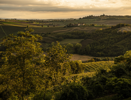 monferrato_olivola